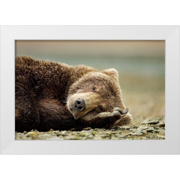 Souders, Paul 14x11 White Modern Wood Framed Museum Art Print Titled - Brown Bear, Katmai National Park, Alaska.
