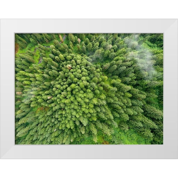 Souders, Paul 14x12 White Modern Wood Framed Museum Art Print Titled - Alaska-Juneau-Taku Harbor State Marine Park- coastal rainforest on steep mountainside