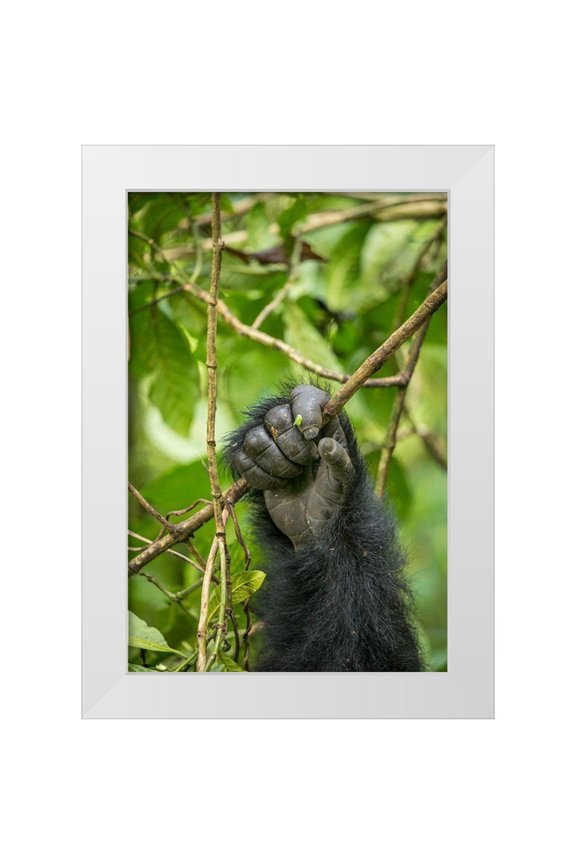 Souders, Paul 17x24 White Modern Wood Framed Museum Art Print Titled - Africa-Rwanda-Volcanoes National Park-Close-up of Mountain Gorillas hand gripping vines