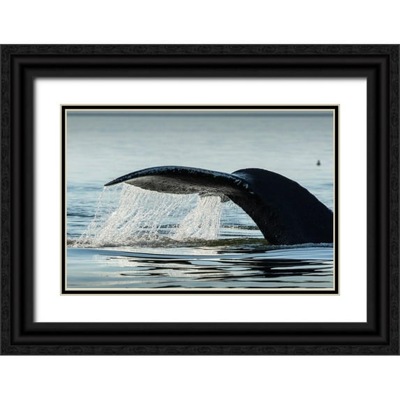 Souders, Paul 18x13 Black Ornate Wood Framed with Double Matting Museum Art Print Titled - Alaska-Water streams from tail of Humpback Whale swimming in Frederick Sound near Kupreanof Island