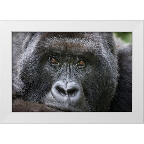 Souders, Paul 18x13 White Modern Wood Framed Museum Art Print Titled - Africa-Rwanda-Volcanoes National Park-Portrait of Mountain Gorilla