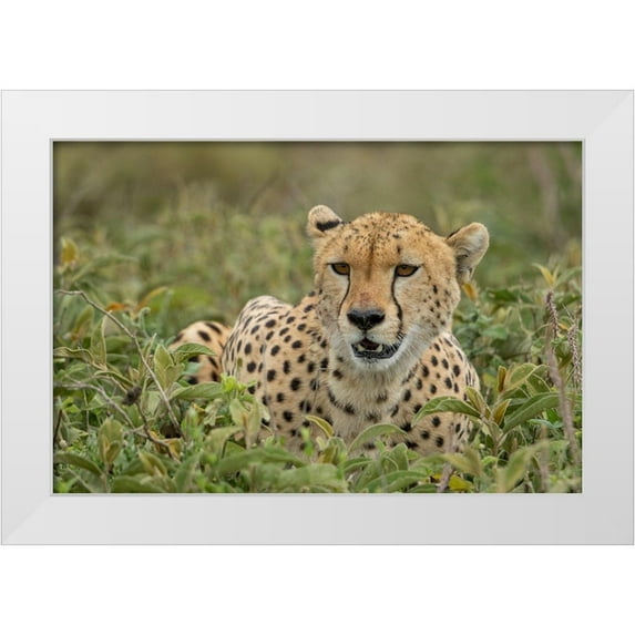 Souders, Paul 18x13 White Modern Wood Framed Museum Art Print Titled - Tanzania-Ngorongoro Conservation Area-Adult Cheetah