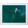 thumbnail image 1 of Souders, Paul 18x15 White Modern Wood Framed Museum Art Print Titled - Alaska-Aerial view Humpback Whale diving at surface of Frederick Sound, 1 of 4