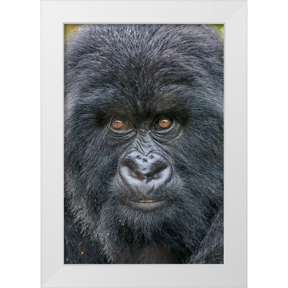Souders, Paul 23x32 White Modern Wood Framed Museum Art Print Titled - Africa-Rwanda-Volcanoes National Park-Close-up portrait of Mountain Gorilla while at rest