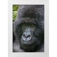 thumbnail image 1 of Souders, Paul 23x32 White Modern Wood Framed Museum Art Print Titled - Africa-Rwanda-Volcanoes National Park-Close-up portrait of adult male Mountain Gorilla in rainforest, 1 of 4