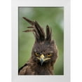 thumbnail image 1 of Souders, Paul 23x32 White Modern Wood Framed Museum Art Print Titled - Africa-Tanzania-Ngorongoro Conservation Area-Long- Crested Eagle, 1 of 4