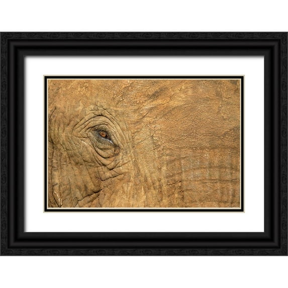 Souders, Paul 24x17 Black Ornate Wood Framed with Double Matting Museum Art Print Titled - Africa-Botswana-Kasane-Close-up of Bull Elephants eye at sunset near Chobe River