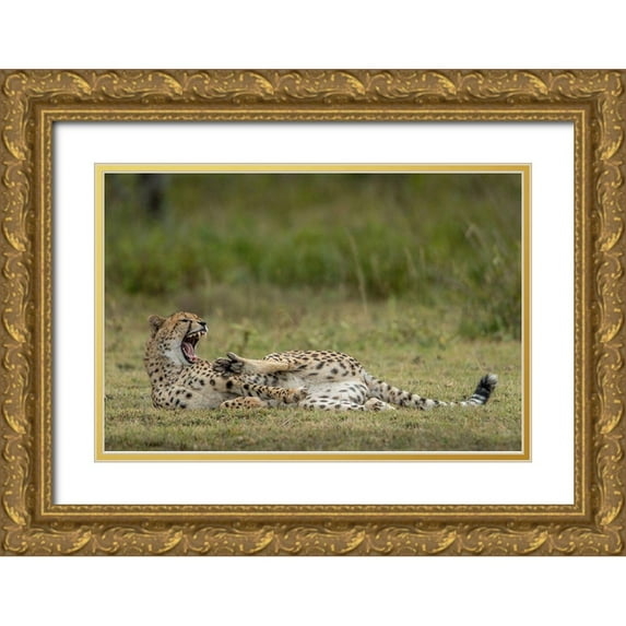 Souders, Paul 24x17 Gold Ornate Wood Framed with Double Matting Museum Art Print Titled - Tanzania-Ngorongoro Conservation Area-Adult Cheetah