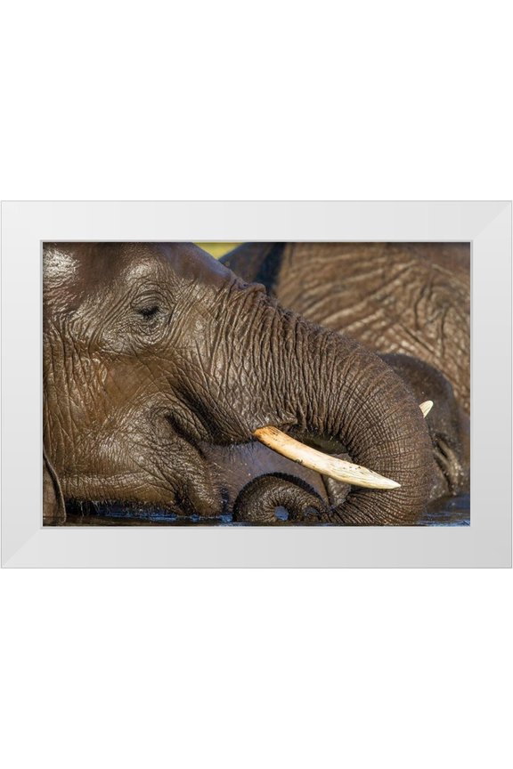 Souders, Paul 24x17 White Modern Wood Framed Museum Art Print Titled - Africa-Botswana-Chobe National Park-Close-up portrait of Elephant drinking from trunk while swimming
