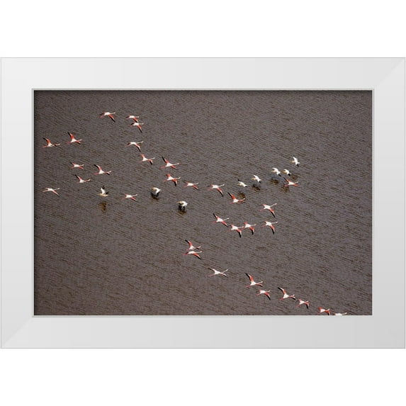 Souders, Paul 24x17 White Modern Wood Framed Museum Art Print Titled - Africa-Tanzania-Aerial view of flock of Greater and Lesser Flamingos flying