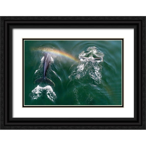 Souders, Paul 32x23 Black Ornate Wood Framed with Double Matting Museum Art Print Titled - Alaska-Aerial view of rainbow above Humpback Whales spouts while breathing at surface