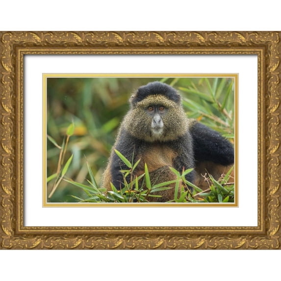 Souders, Paul 32x23 Gold Ornate Wood Framed with Double Matting Museum Art Print Titled - Africa-Rwanda-Volcanoes National Park-Golden Monkey in Virunga Mountains