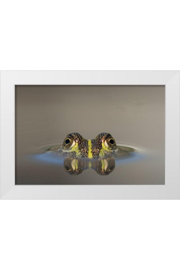 Souders, Paul 32x23 White Modern Wood Framed Museum Art Print Titled - Africa-Botswana-Nxai Pan National Park-Young African Bullfrog lies nearly submerged in shallow pool