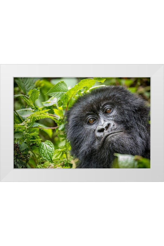 Souders, Paul 32x23 White Modern Wood Framed Museum Art Print Titled - Africa-Rwanda-Volcanoes National Park-Close-up portrait of adult Mountain Gorilla in rainforest