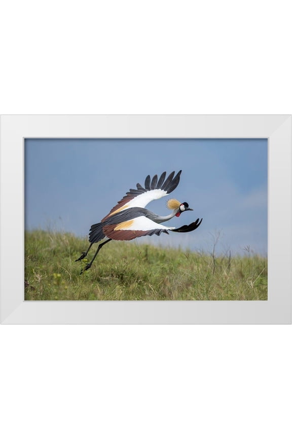 Souders, Paul 32x23 White Modern Wood Framed Museum Art Print Titled - Africa-Tanzania-Ngorongoro Conservation Area-Grey Crowned Crane
