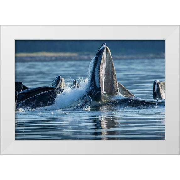 Souders, Paul 32x23 White Modern Wood Framed Museum Art Print Titled - Alaska-Herring fish leap trying to flee from Humpback Whales surface as they bubble net feeding