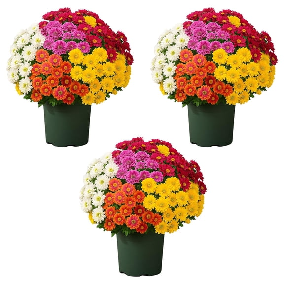 Souew 15 mixed color simulated sunset chrysanthemum bouquets, Artificial Bouquet 5 Color Mixed Flowers For Home Decor Realistic Arrangement