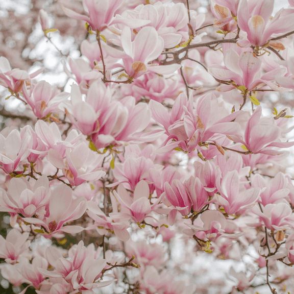 Soulangeana Magnolia Live Plant, 3-5 Inch, Fragrant Hardy Flowering Tree, Compact Garden Plant for Indoor and Outdoor