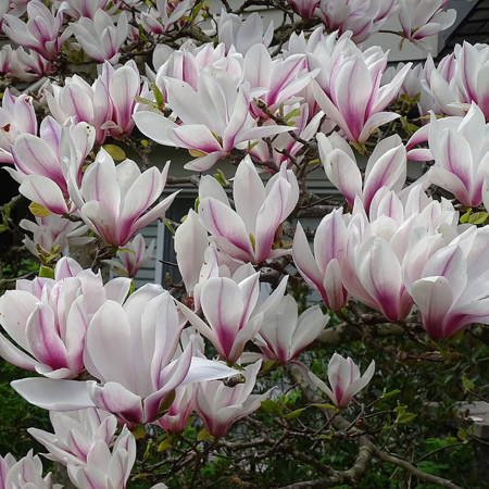 Soulangeana Magnolia Live Plant, Saucer Magnolia Tree Live Plant, White Pink Magnolia Flowers for Outdoor Gardening, Dormant Plant in 2.5 Inches Pot