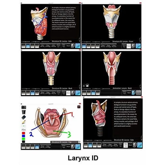 G3C975LSound Production Anatomy Card with Larynx, Vocal Folds and Respiration Software, Vocal Folds-Intrinsic Muscles-Phonation-Resonance
