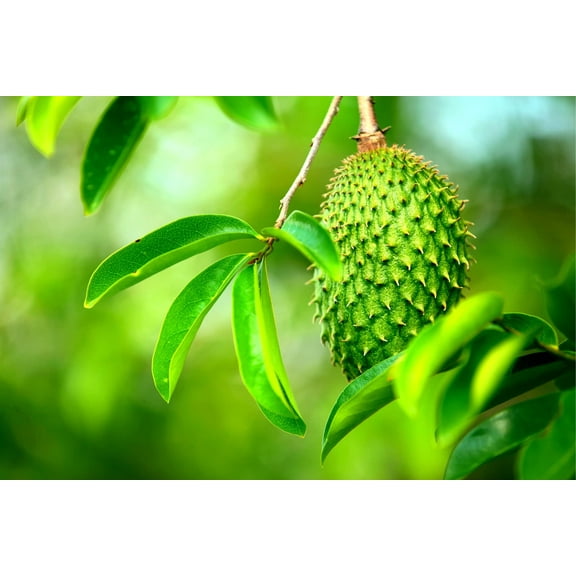 Soursop Fruit Tree Seeds for Planting - 6 Seeds - Annona muricata - Great for Bonsai or Patio Plant