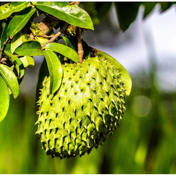 Soursop 'Guanabana' TREE.  3 Gallon pot. Ship to all states