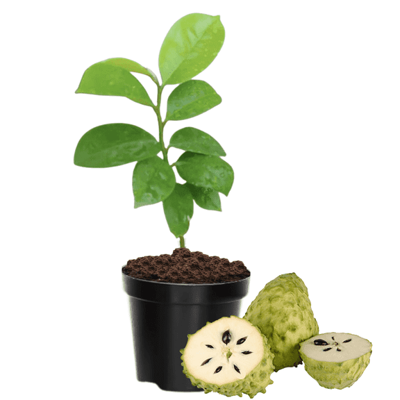 Soursop Live Plant, Annona Muricata Tropical Fruit Tree, Edible Outdoor Plant, 59 inch Height