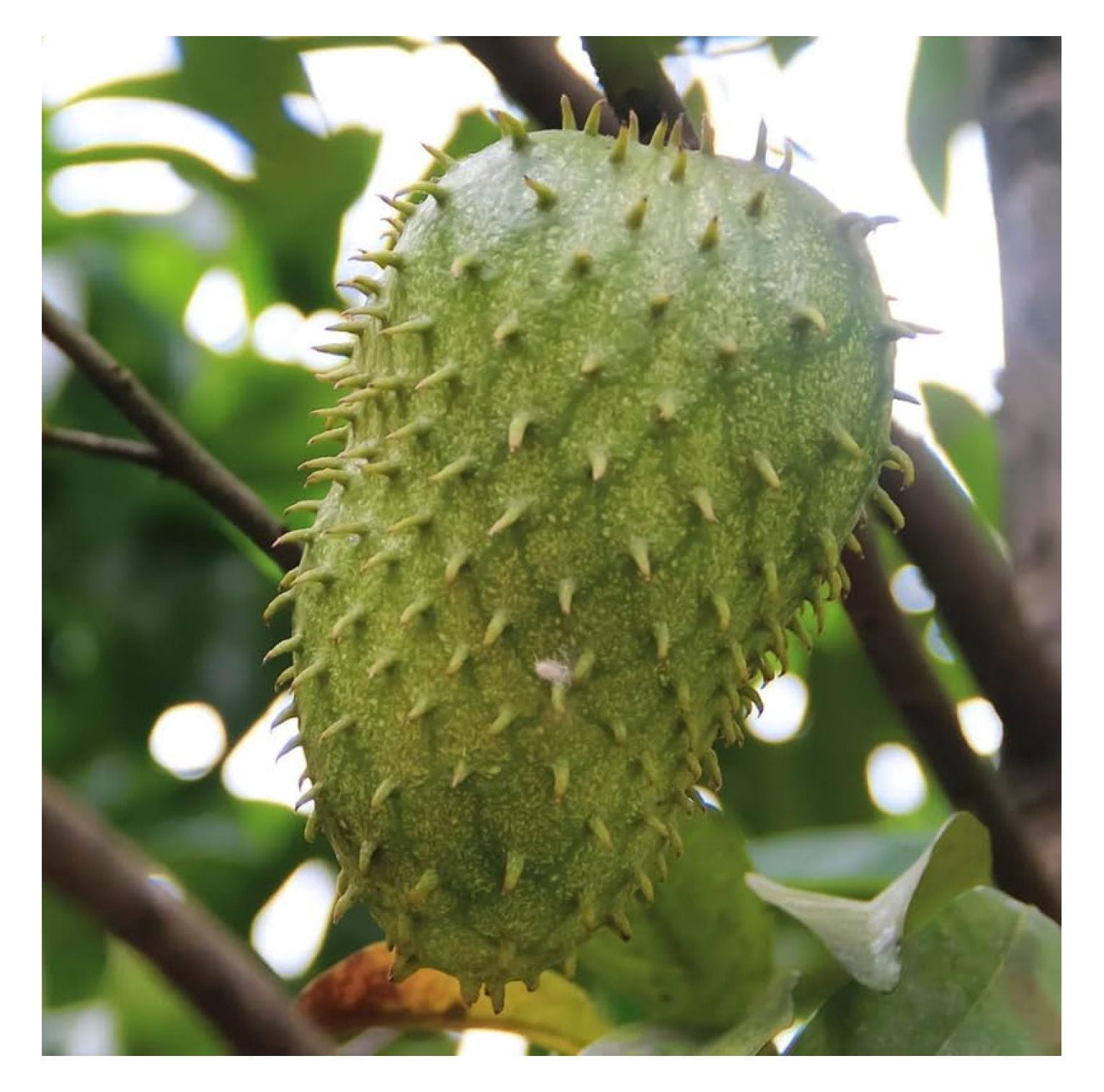 Soursop Tree Live Plant 1 to 2 Feet Tall in Gallon Pot, Sweet Soursop