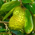 thumbnail image 1 of Soursop Tree Live Plant, 10-14 Inch Tall, Well Rooted, Tropical Fruit Tree for Outdoor Planting, 1 of 5