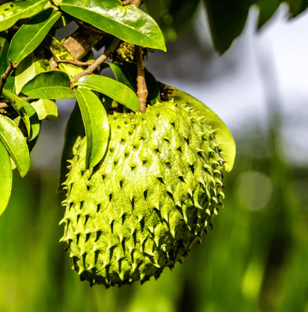 Soursop Tree Live for Planting, Guanabana Plant for Garden 8 to 12 Inch Tall, Ship No Pot