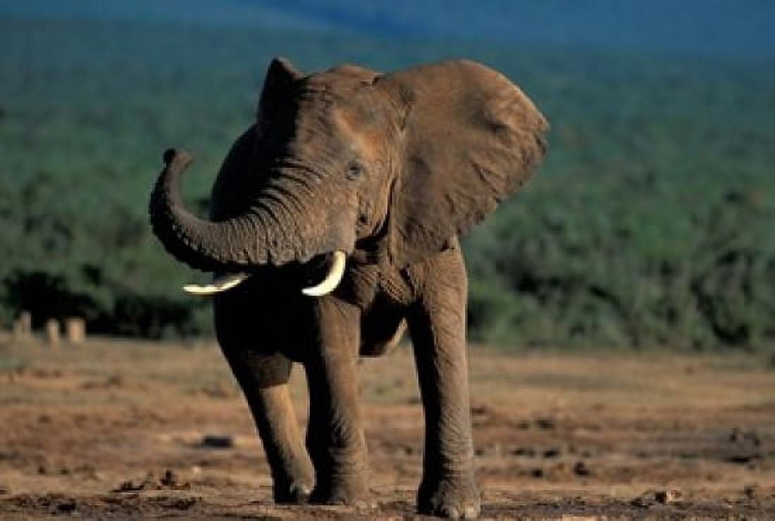 South Africa Addo Elephant NP Angry Bull Elephant Canvas Art - Paul Souders DanitaDelimont (18 x 12)