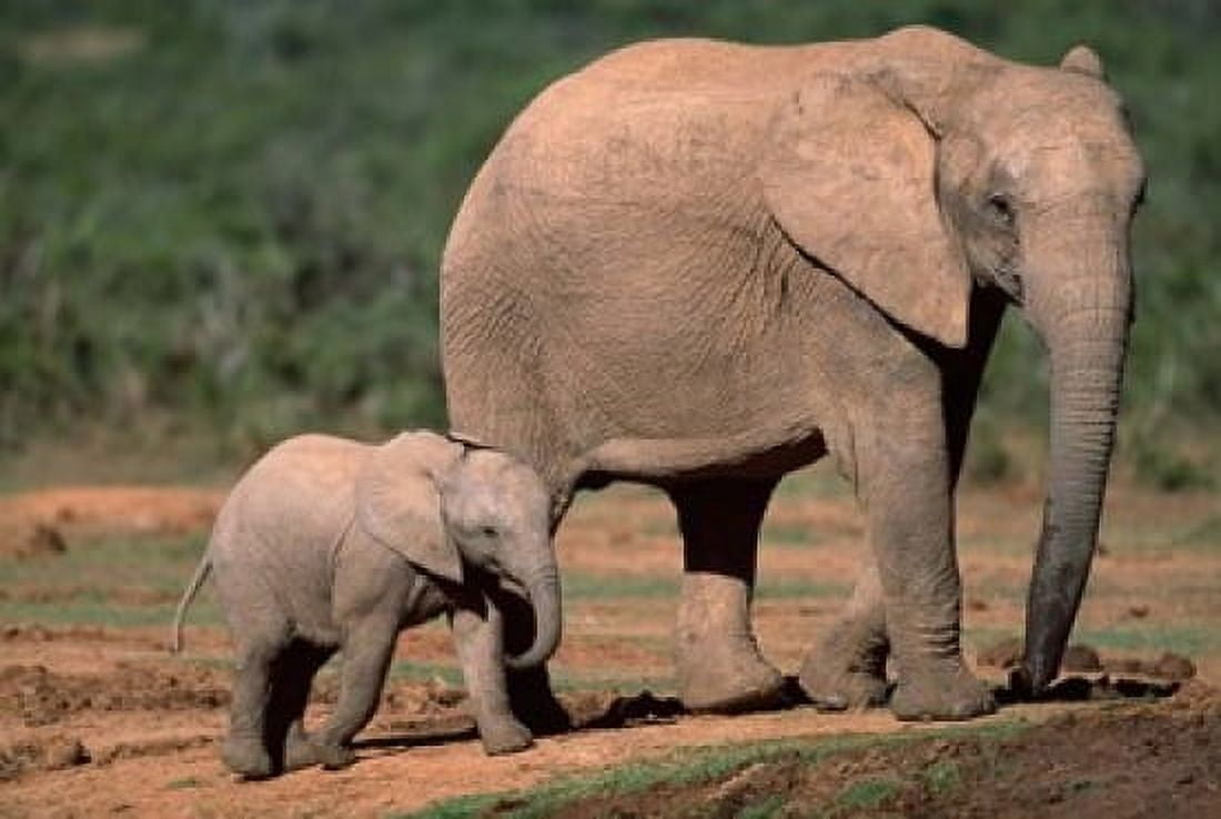 South Africa Addo Elephant NP Baby Elephant Canvas Art - Paul Souders DanitaDelimont (35 x 23)