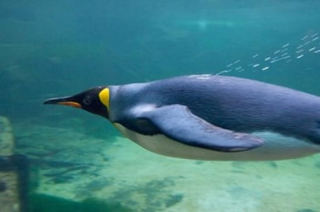 South Africa Cape Town Aquarium King penguin Canvas Art - Cindy Miller Hopkins DanitaDelimont (17 x 11)