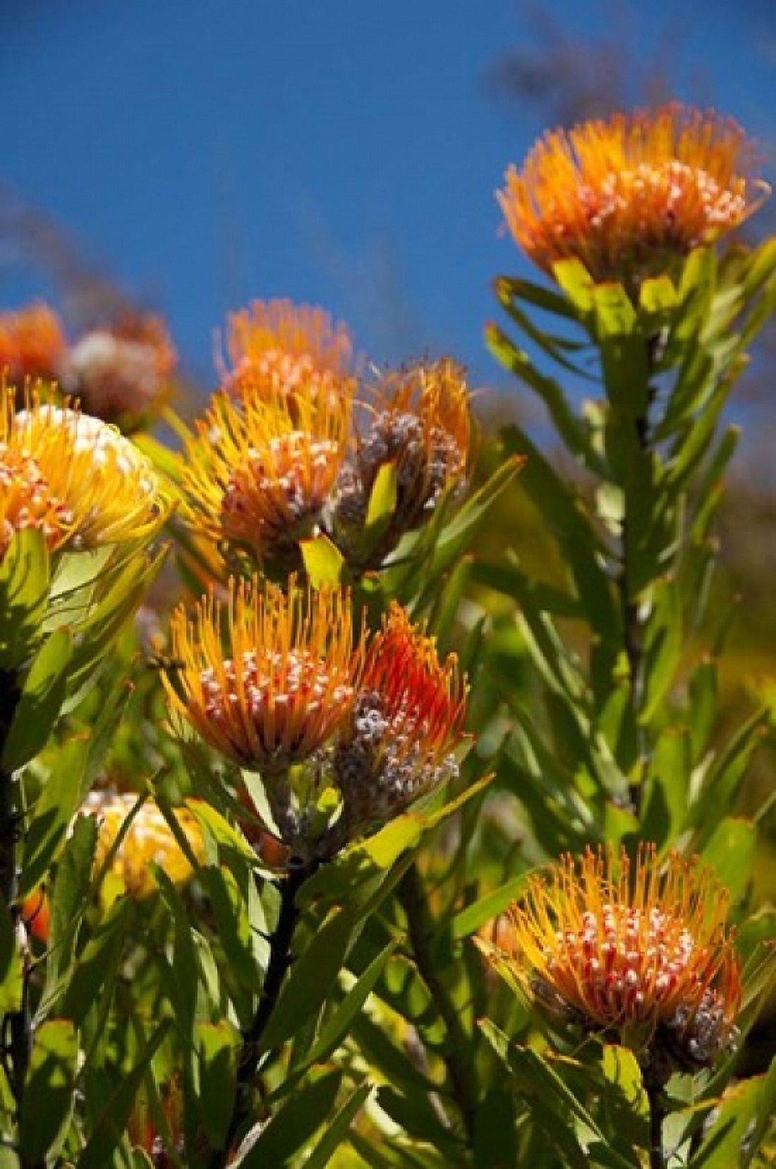 South Africa Cape Town Orange pincushion flowers Canvas Art - Cindy Miller Hopkins DanitaDelimont (11 x 17)