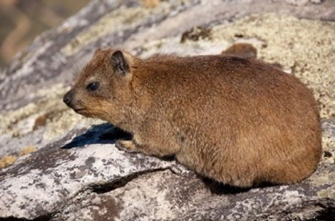 South Africa Cape Town Rock Hyrax wildlife Canvas Art - Cindy Miller Hopkins DanitaDelimont (34 x 23)