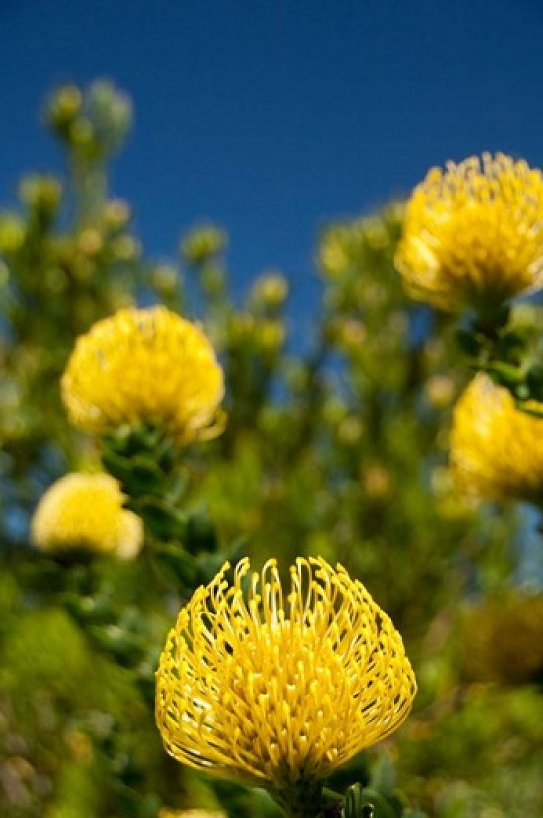 South Africa Cape Town Yellow pincushion flowers Canvas Art - Cindy Miller Hopkins DanitaDelimont (11 x 17)