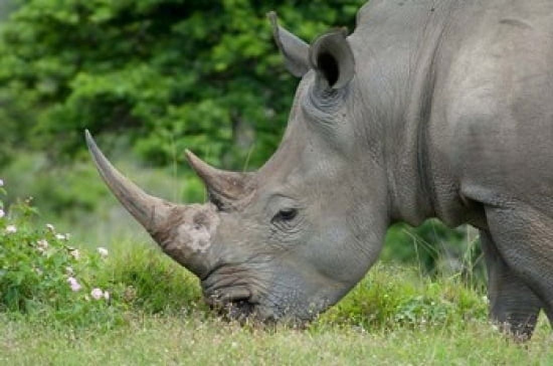 South Africa Game Reserve African White Rhino Canvas Art - Cindy Miller Hopkins DanitaDelimont (17 x 11)