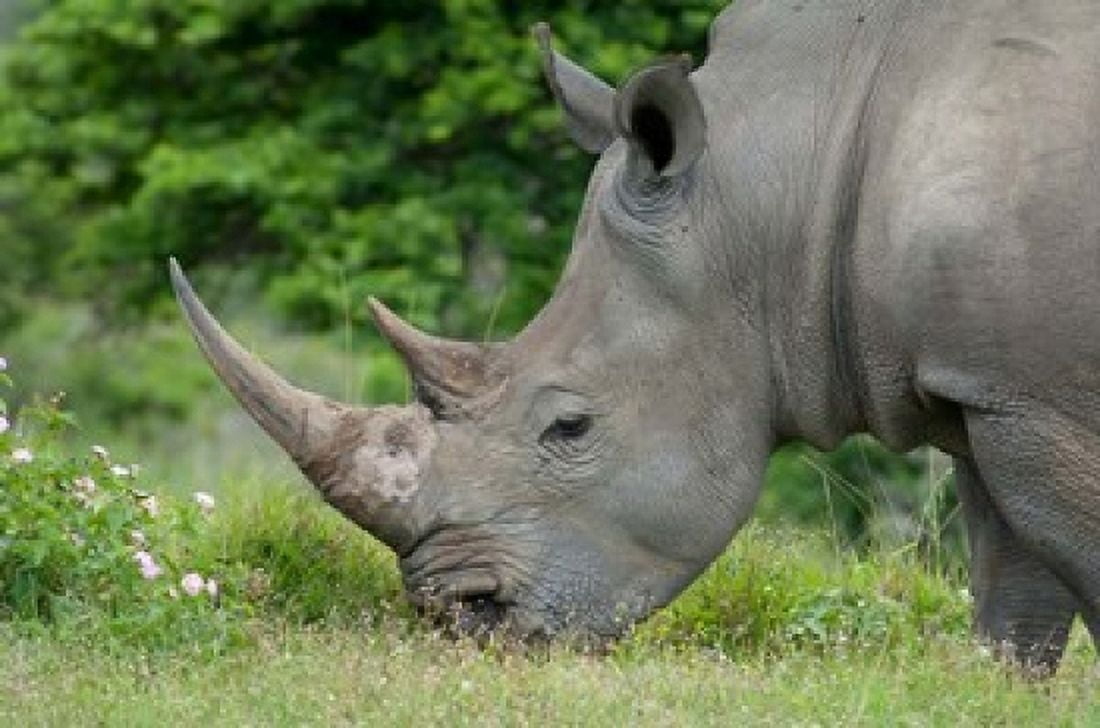 South Africa Game Reserve African White Rhino Canvas Art - Cindy Miller Hopkins DanitaDelimont (34 x 23)