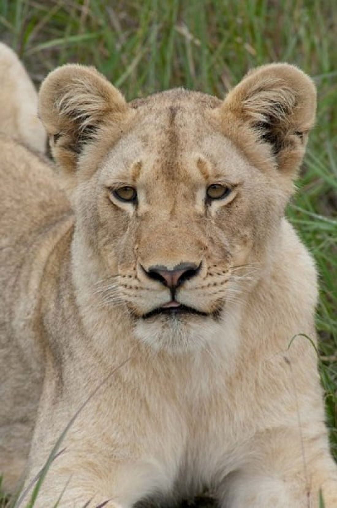 South Africa Inkwenkwezi GR African lion cub Canvas Art - Cindy Miller Hopkins DanitaDelimont (11 x 17)