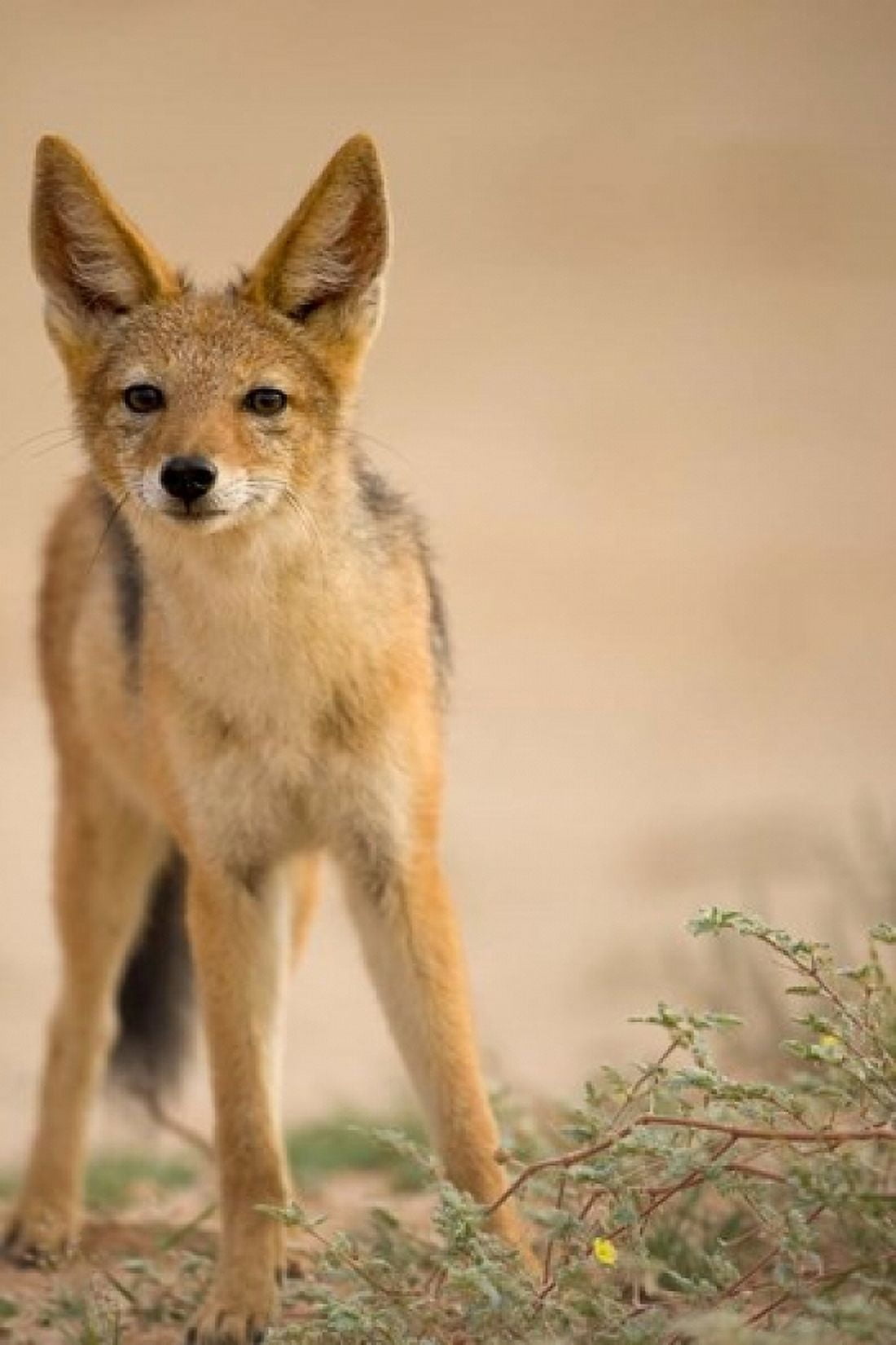 South Africa Kalahari Black Backed Jackal wildlife Canvas Art - Paul Souders DanitaDelimont (23 x 35)