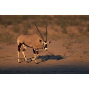 South Africa Kalahari Desert Gemsbok wildlife Canvas Art - Paul Souders DanitaDelimont 18 x 12