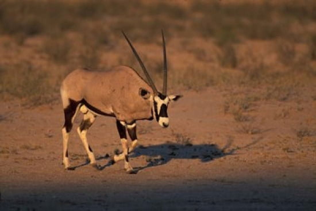 South Africa Kalahari Desert Gemsbok wildlife Canvas Art - Paul Souders DanitaDelimont (36 x 24)