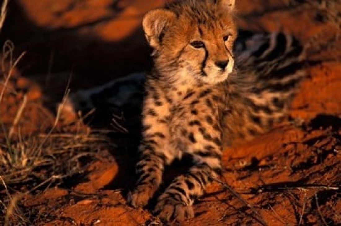 South Africa Kalahari Desert King Cheetah Canvas Art - Gavriel Jecan DanitaDelimont (24 x 15)