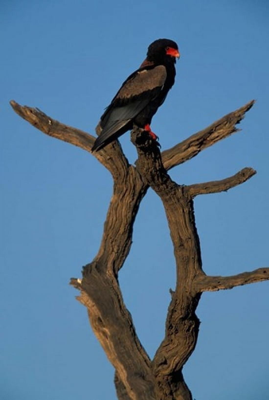 South Africa Kgalagadi Bateleur African raptor bird Canvas Art - Paul Souders DanitaDelimont (12 x 17)