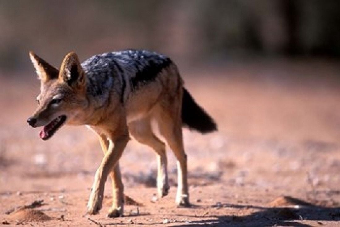 South Africa Kgalagadi Kalahari Black Backed Jackal Canvas Art - Paul Souders DanitaDelimont (18 x 12)