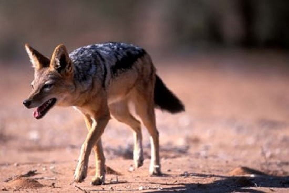 South Africa Kgalagadi Kalahari Black Backed Jackal Canvas Art - Paul Souders DanitaDelimont (36 x 24)