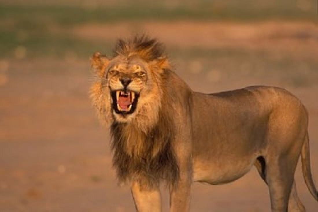 South Africa Kgalagadi Lion Kalahari desert Canvas Art - Paul Souders DanitaDelimont (18 x 12)