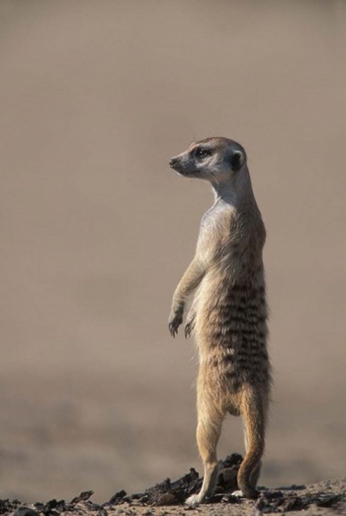 South Africa Kgalagadi Meerkat Mongoose Canvas Art - Paul Souders DanitaDelimont (12 x 17)