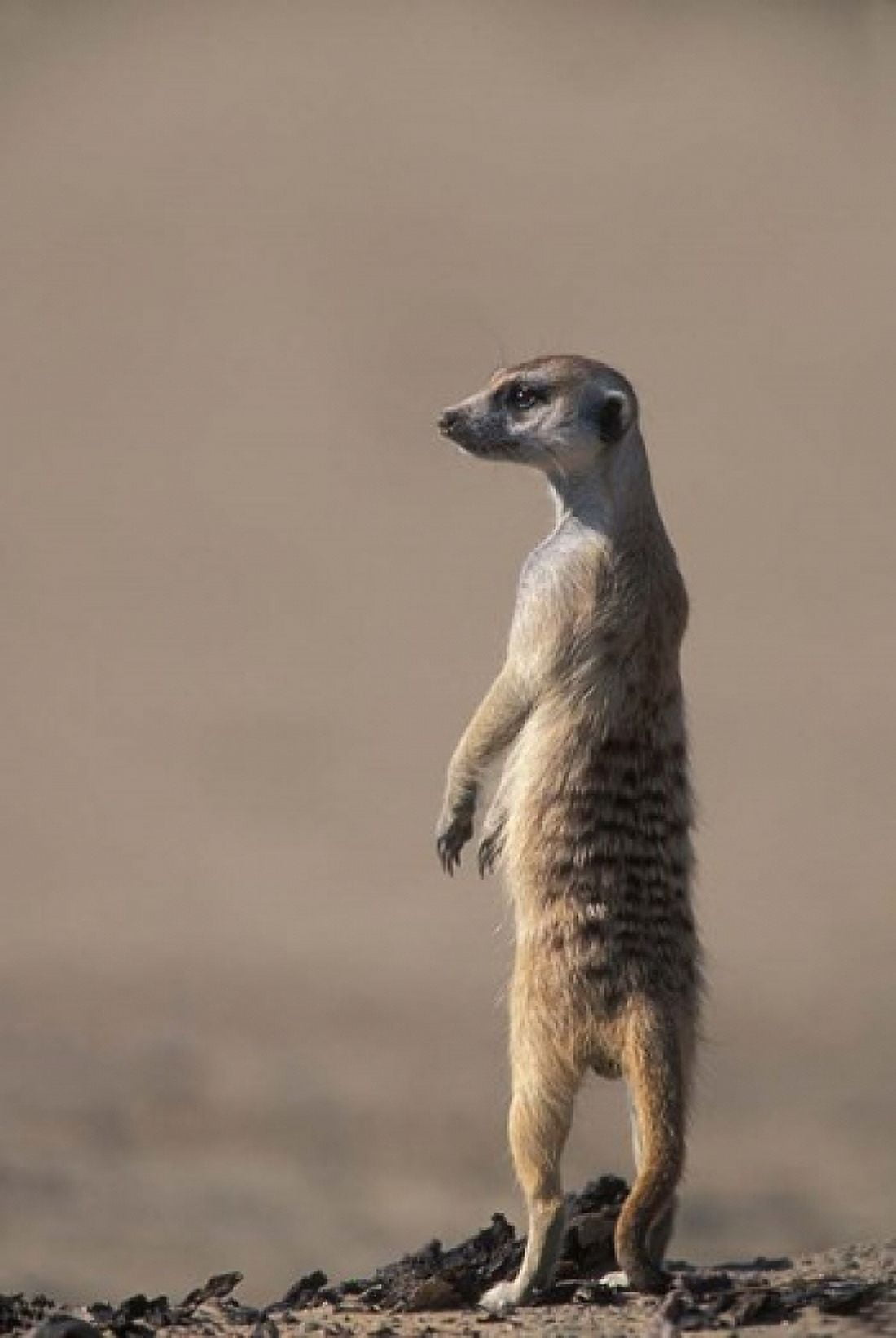 South Africa Kgalagadi Meerkat Mongoose Canvas Art - Paul Souders DanitaDelimont (24 x 36)
