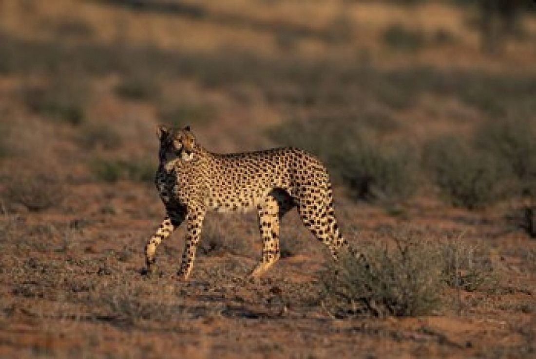South Africa Kgalagadi Transfrontier Park Cheetah Canvas Art - Paul Souders DanitaDelimont (36 x 24)